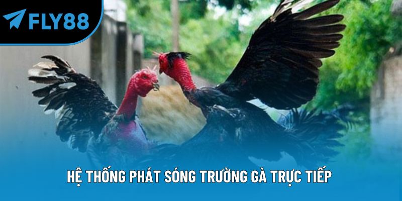 Hệ thống phát sóng trường gà trực tiếp