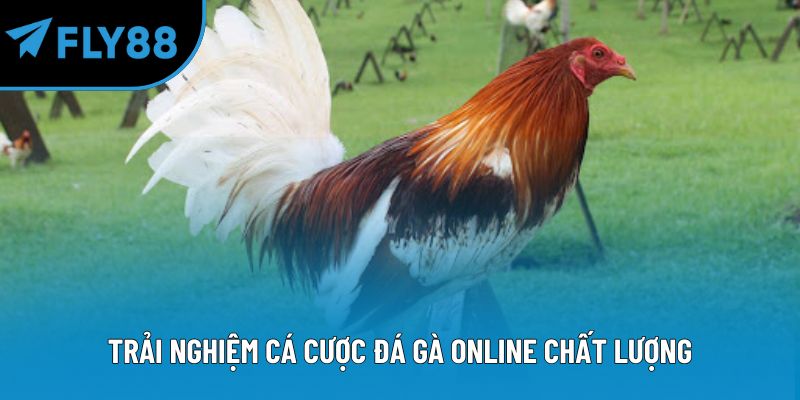 Trải nghiệm cá cược đá gà online chất lượng
